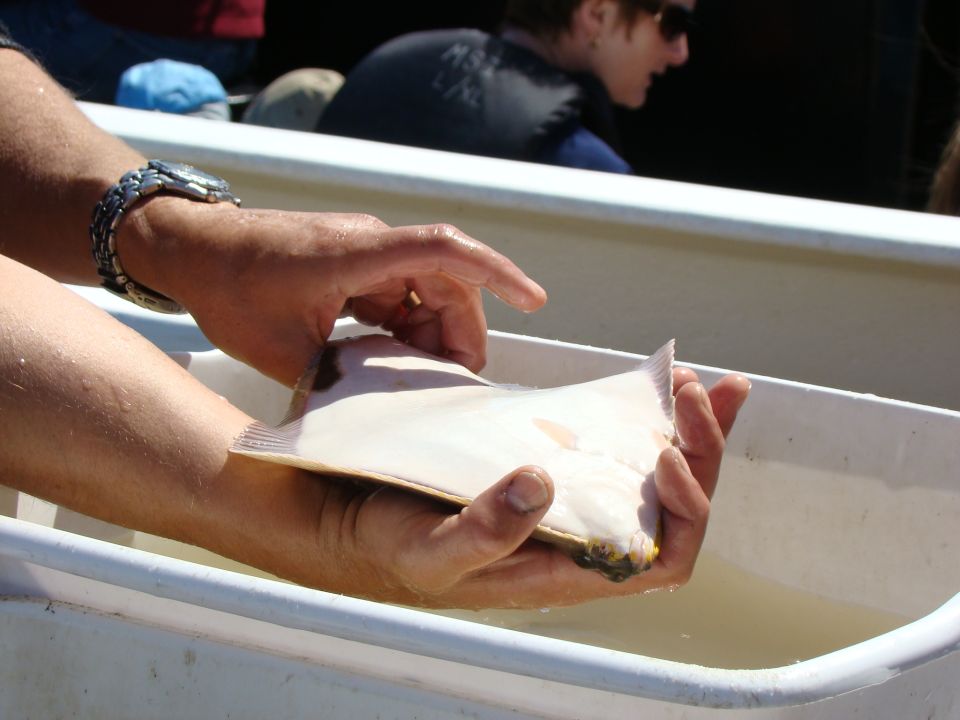 Person holding a flatfish in a white tub
