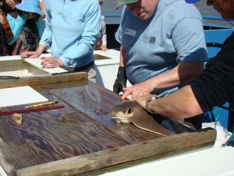 1989 Ford Bronco - A ray is examined by people on a boat, possibly for research or education.
