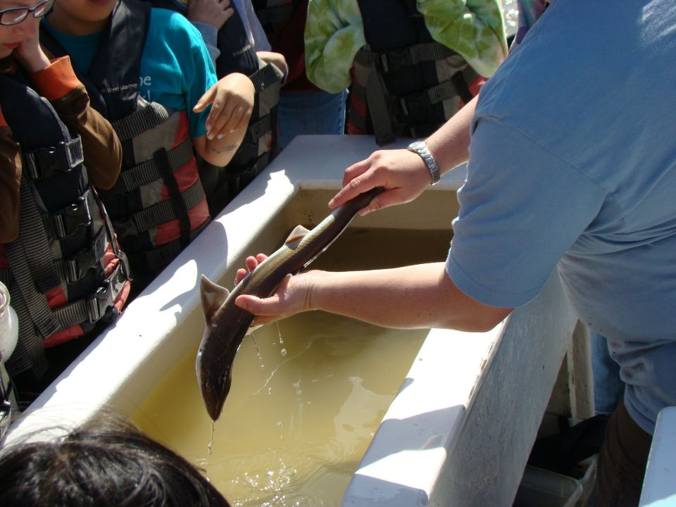Person holding a small shark over a tank of water, with onlookers in life vests