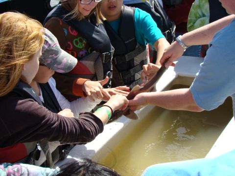 1989 Ford Bronco - Several individuals observe a small shark being handled by an adult over a water-filled container.