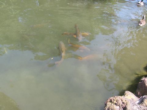 1996 Ford C-350 (Centurion Conversions) - Several large fish and two ducks are visible in a pond with green, murky water.