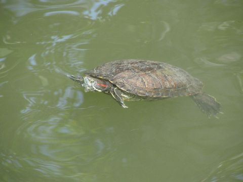 1996 Ford C-350 (Centurion Conversions) - A red-eared slider turtle swims in the water.
