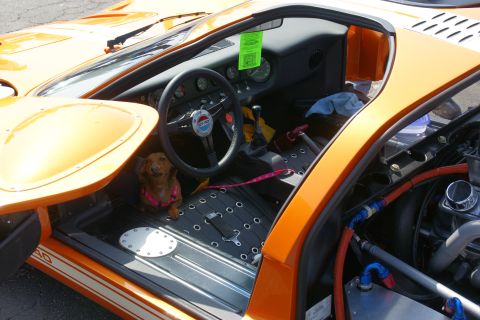 1992 Ford Taurus - A dachshund wearing a pink harness sits in the driver's seat of an orange sports car, which features a GT-40 logo on the steering wheel.