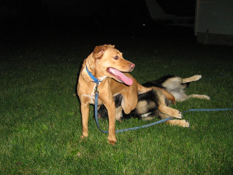 Tan dog with blue leash and a black-and-tan dog on grass at night
