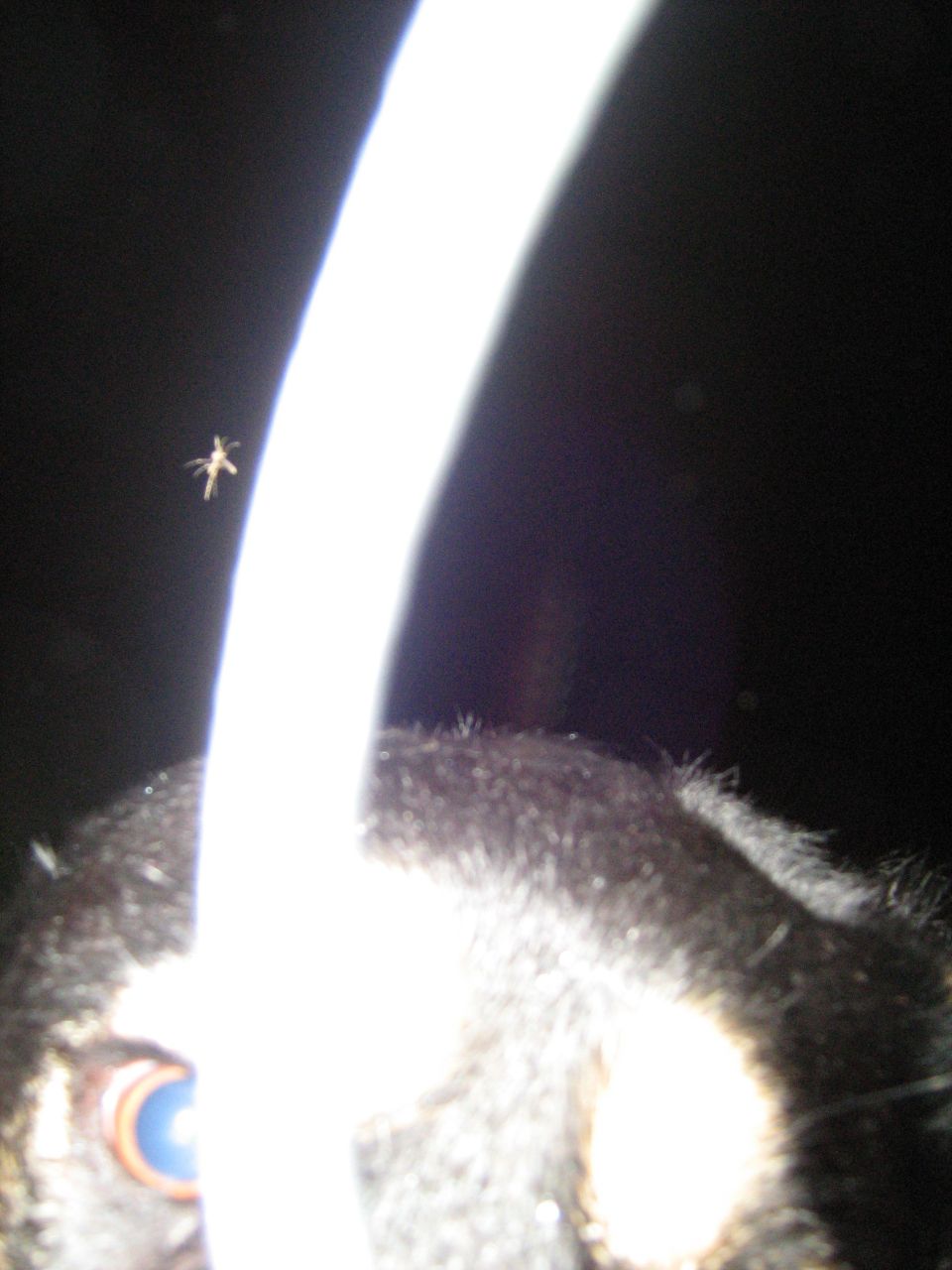 Dark blurry close-up of fur and an eye with a bright light streak