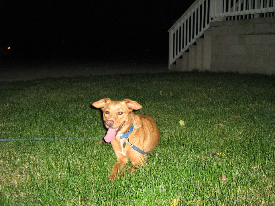 Brown dog with blue harness on grass at night