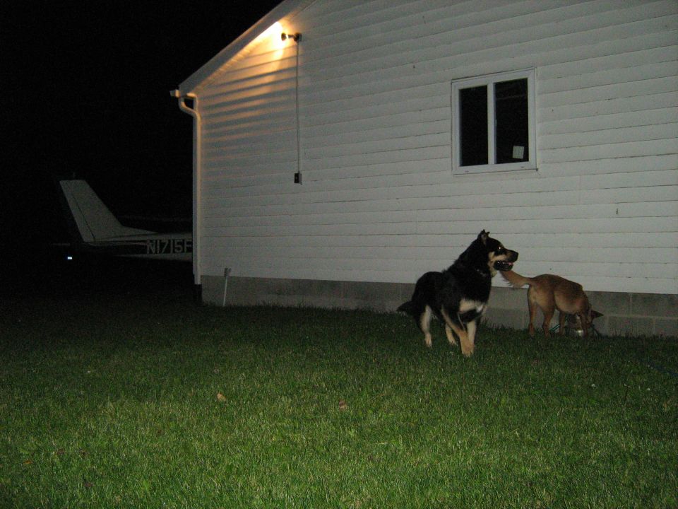 Two dogs on grass at night by a white building with a small airplane in the background