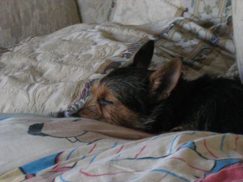 1988 Mercury Grand Marquis - A small dog rests on a bed covered in patterned linens, with a website logo in the corner.