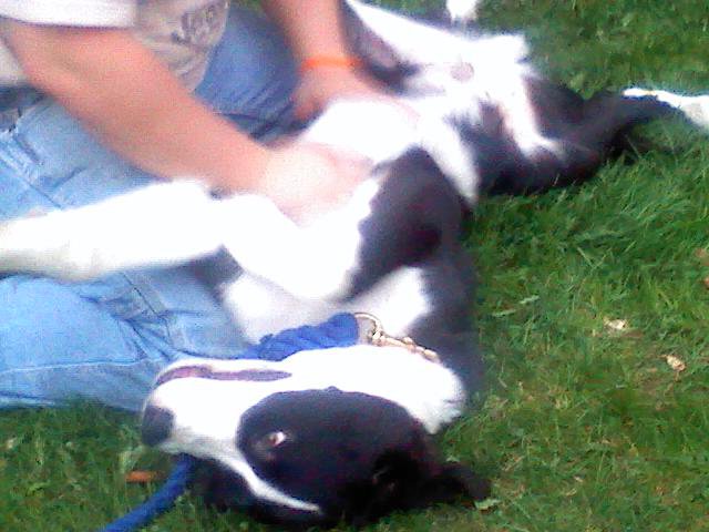 Black and white dog lying on its back in grass getting a belly rub from a person in jeans
