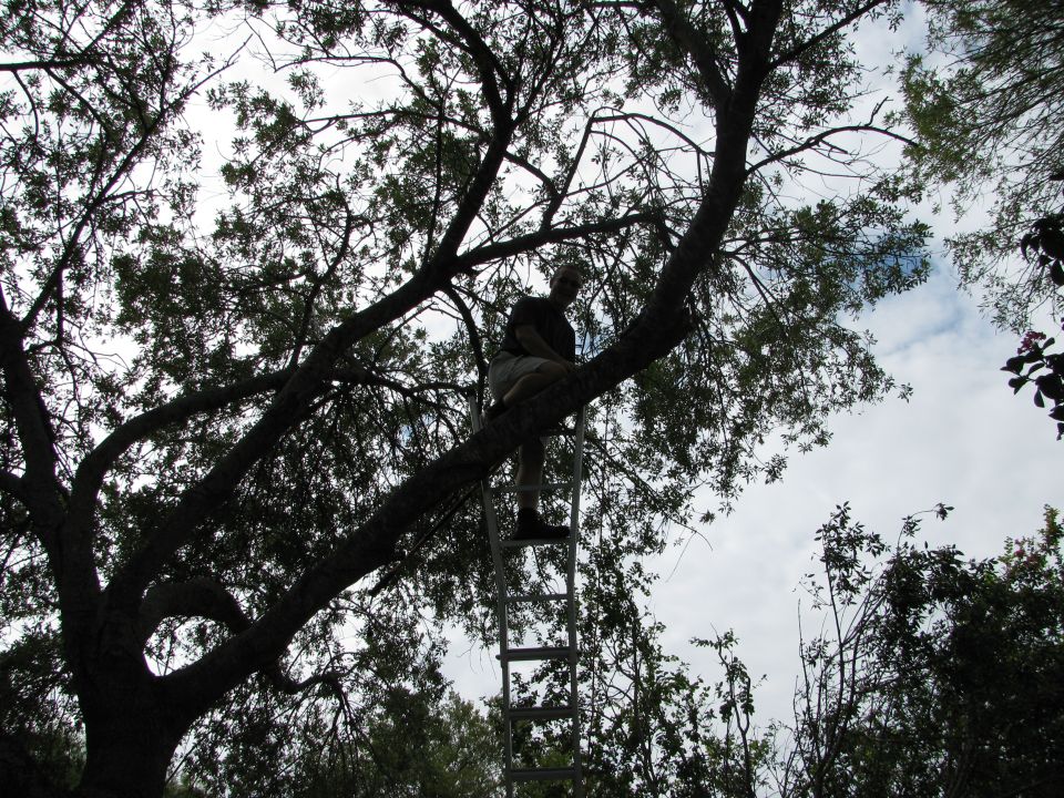 Person sitting on a tree branch with a ladder below them