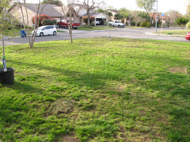 Suburban street with a white hatchback, red pickup, and white pickup truck parked