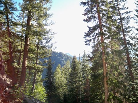 1994 Ford Bronco - A scenic view of a forest with mountains and tall trees under a bright sky.