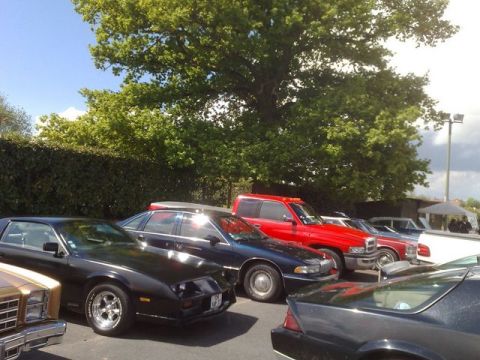 1991 Ford Crown Victoria - Several cars are parked in a lot under a large tree.