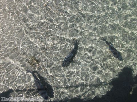 1996 Ford C-350 (Centurion Conversions) - Sunlight refracts through clear water, illuminating three fish as they swim near the bottom.