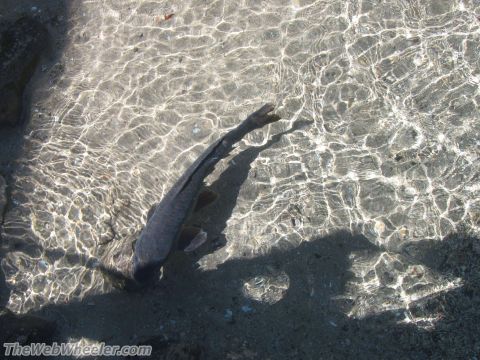 1996 Ford C-350 (Centurion Conversions) - A fish navigates the sun-dappled shallows of a sandy seabed, with a watermark indicating the source.