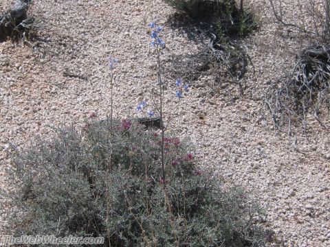 1996 Ford C-350 (Centurion Conversions) - Wildflowers bloom in a desert landscape.