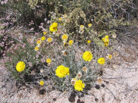 1996 Ford C-350 (Centurion Conversions) - Yellow and pink wildflowers bloom in a dry desert landscape.