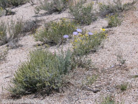 1996 Ford C-350 (Centurion Conversions) - Wildflowers bloom in a dry, gravelly desert environment.