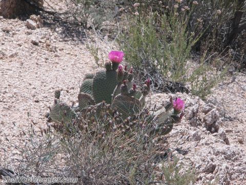 1996 Ford C-350 (Centurion Conversions) - A prickly pear cactus blooms with vibrant pink flowers in a desert environment, under a clear sky.