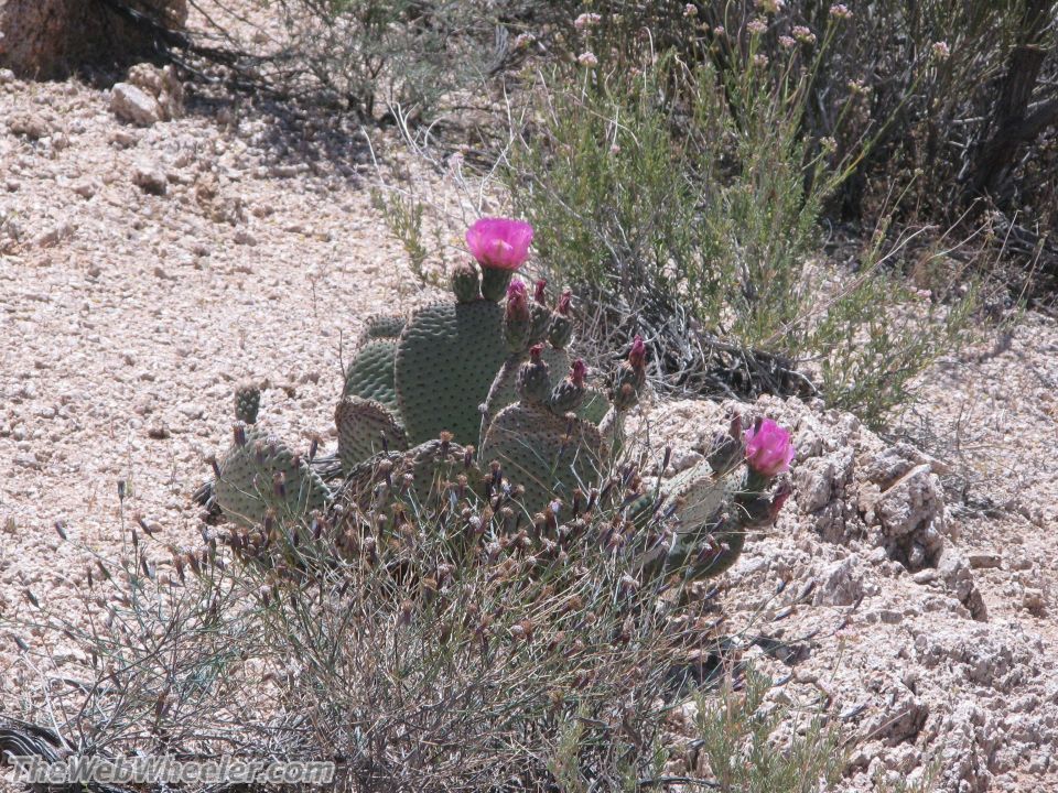Prickly pear cactus with pink flowers in a dry, rocky desert landscape. TheWebWheeler.com watermark is visible