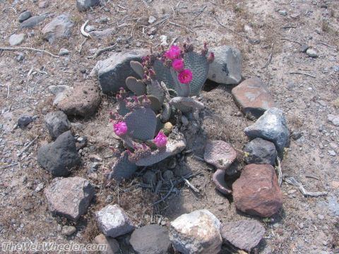 1996 Ford C-350 (Centurion Conversions) - A prickly pear cactus blooms with vibrant pink flowers, encircled by stones in a dry, arid landscape.