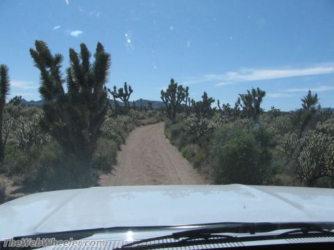 1996 Ford C-350 (Centurion Conversions) - Driving on a dirt road through a desert landscape filled with Joshua trees and various cacti under a blue sky.