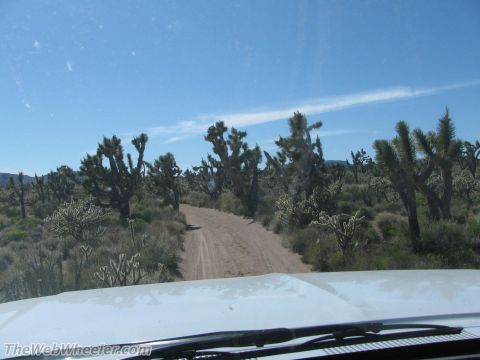 1996 Ford C-350 (Centurion Conversions) - Driving through a desert landscape filled with Joshua trees on a sunny day.