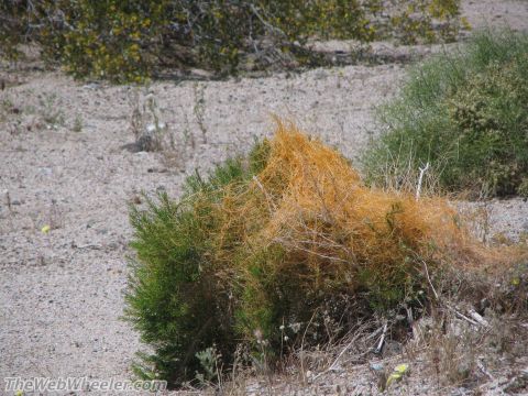 1996 Ford C-350 (Centurion Conversions) - Parasitic vines cover green desert brush in a dry, sandy landscape.