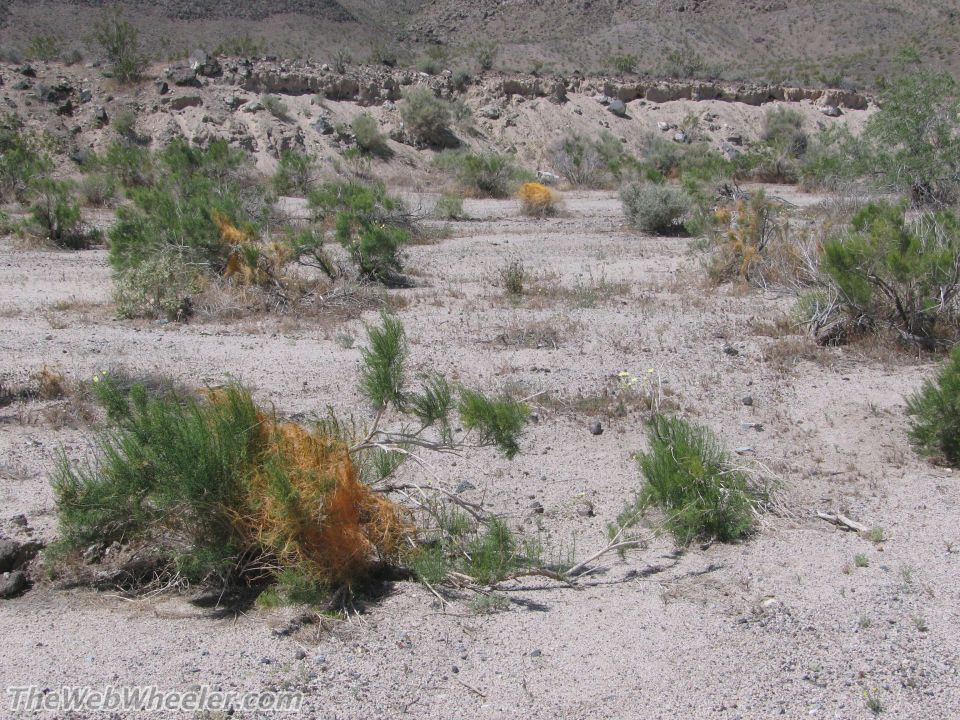 Desert landscape with dry scrub brush and sandy ground. A watermark reads TheWebWheeler.com