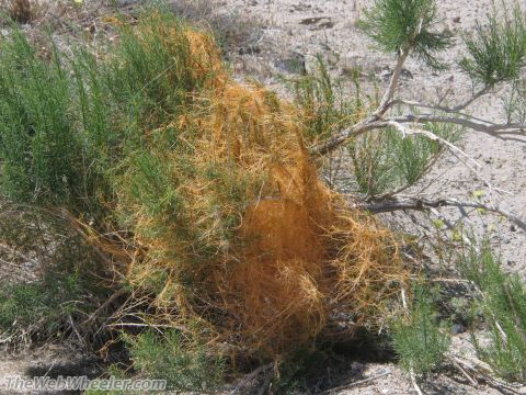 1996 Ford C-350 (Centurion Conversions) - Parasitic dodder vine, a leafless plant, entwines a green desert shrub on the Mojave Trail.