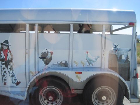1989 Toyota Pickup/SR5 - A horse trailer is decorated with various farm animal decals, including a cowgirl, rooster, chickens, and a goat.