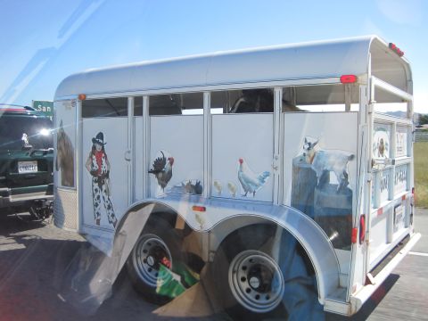 1989 Toyota Pickup/SR5 - White livestock trailer decorated with various farm animal and cowboy decals, seen next to a dark SUV.