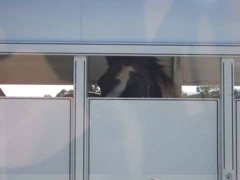 1989 Toyota Pickup/SR5 - A horse's head is visible through the open window of a white trailer.