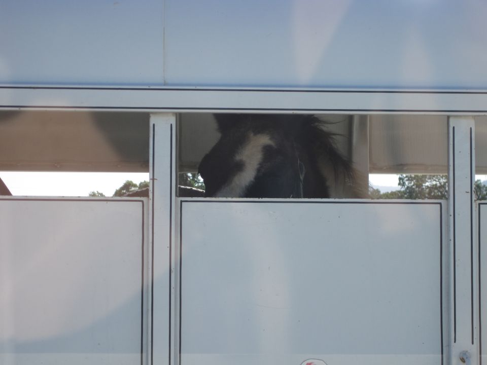 Horse head visible through trailer window