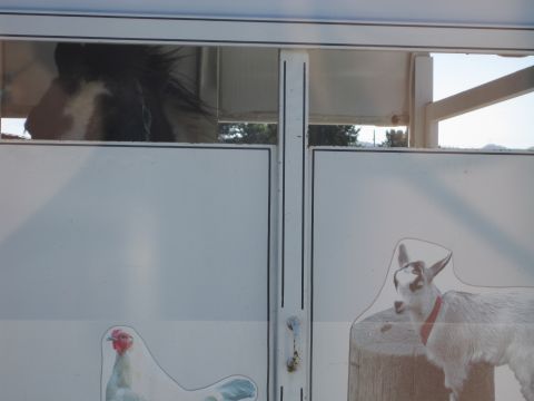 1989 Toyota Pickup/SR5 - A horse peeks out from a trailer, which is decorated with cartoon images of a chicken and a goat.