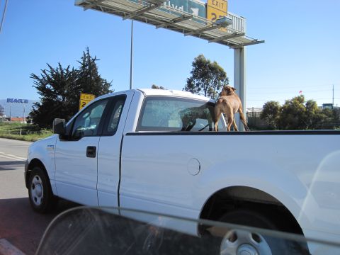 1989 Toyota Pickup/SR5 - Two dogs stand in the bed of a white pickup truck on a sunny day.