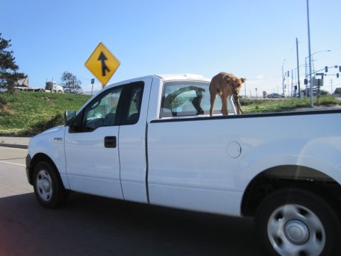 1989 Toyota Pickup/SR5 - A dog stands in the bed of a white pickup truck as it drives down the road.