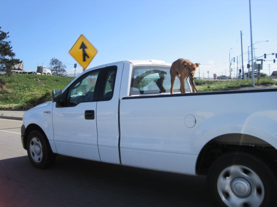 Side view of a white pickup truck with a dog standing in the bed
