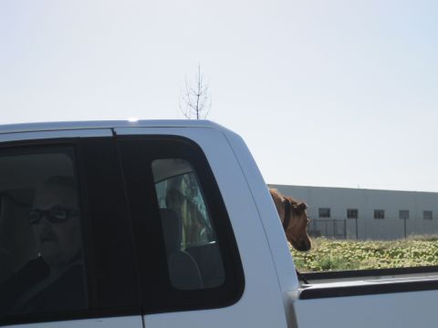 1989 Toyota Pickup/SR5 - Man and dog ride in a white pickup truck on a sunny day.