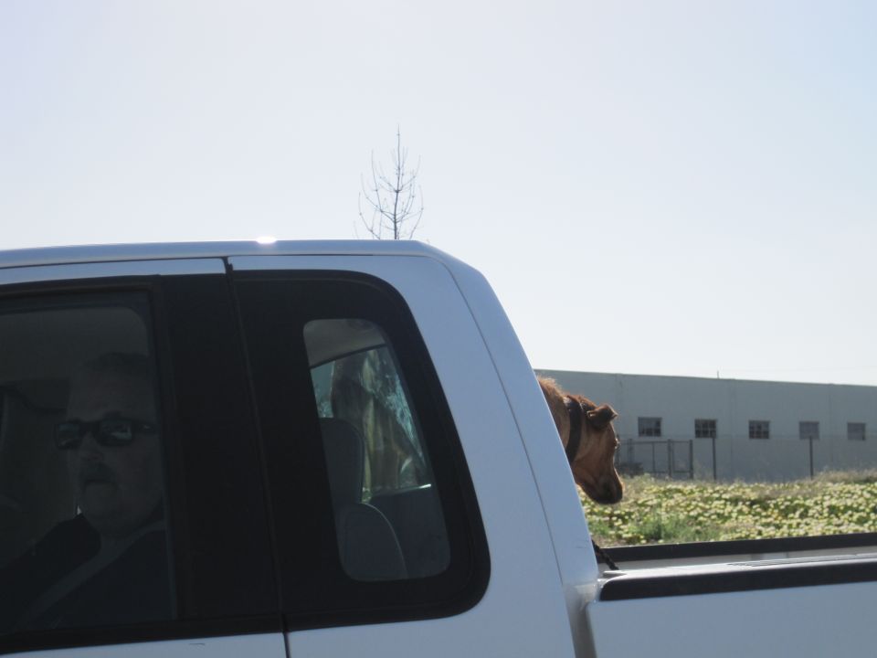 Man in sunglasses in driver's seat of white pickup truck; dog in bed looking out