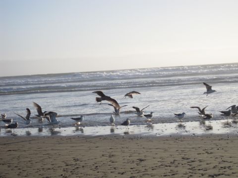 1989 Toyota Pickup/SR5 - Seagulls gather on the shore as waves crash in the distance.