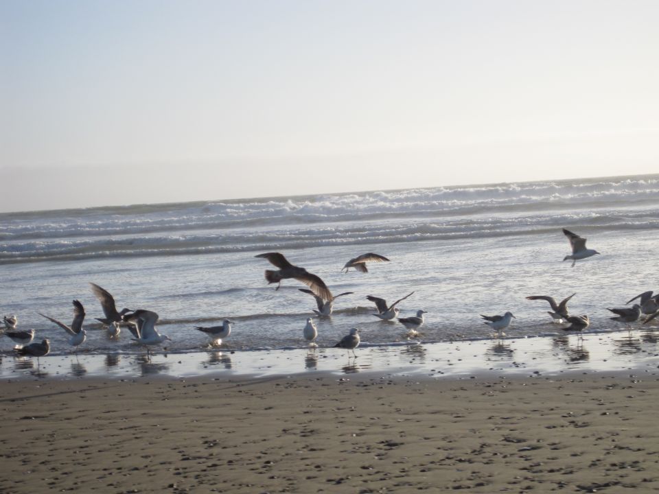 Flock of seagulls on a sandy beach with ocean waves in the background
