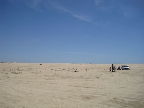 1989 Toyota Pickup/SR5 - A group of people and a white van are gathered on a sandy landscape with a clear blue sky above.