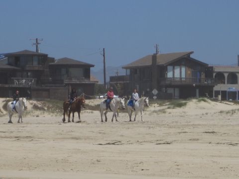 1989 Toyota Pickup/SR5 - People ride horses along a beach with houses and sand dunes under a clear blue sky.