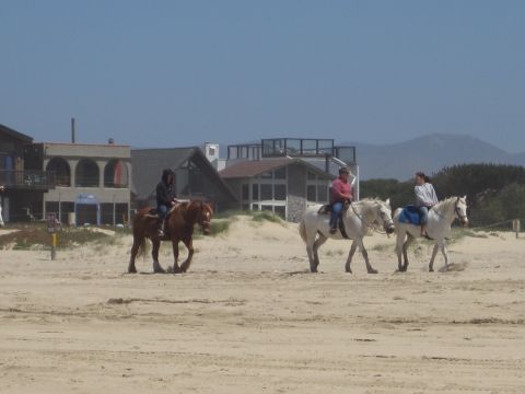 1989 Toyota Pickup/SR5 - People ride horses along a sandy beach, with houses and hills visible in the distance.