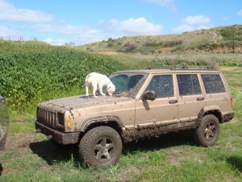 1992 Ford Bronco - A white dog investigates the hood of a mud-caked SUV in a rural setting.