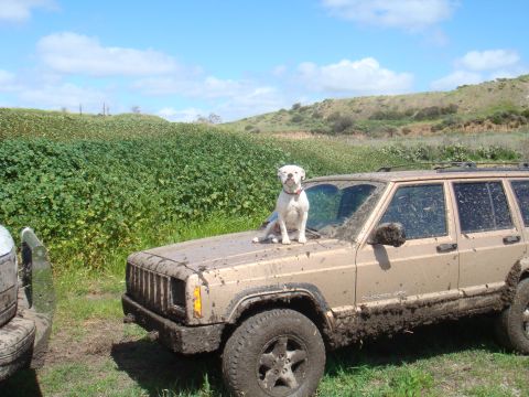 1992 Ford Bronco - Muddy Jeep Cherokee with a dog on the hood, parked in a grassy field.
