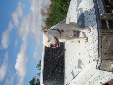 1992 Ford Bronco - A white bulldog rests on the hood of a mud-splattered vehicle under a cloudy blue sky.