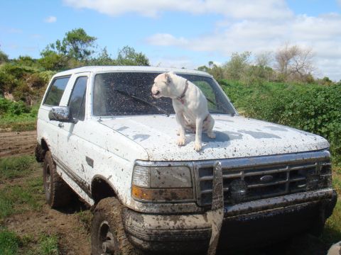 1992 Ford Bronco