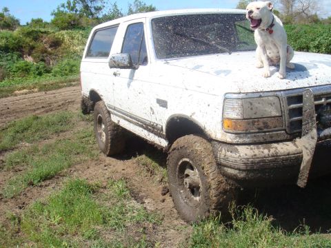 1992 Ford Bronco - A white 1992 Ford Bronco is shown covered in mud, with a bulldog perched on its hood.